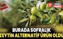 Burada sofralık zeytin alternatif ürün oldu