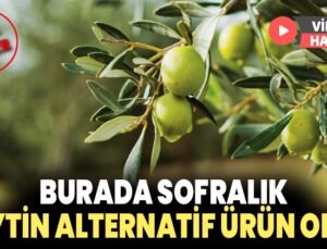 Burada sofralık zeytin alternatif ürün oldu