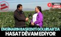 Enginarın başkenti Gölhisar’da hasat devam ediyor