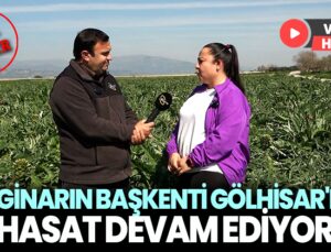 Enginarın başkenti Gölhisar’da hasat devam ediyor