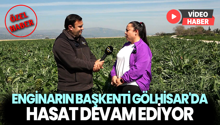 Enginarın Başkenti Gölhisar’Da Hasat Devam Ediyor