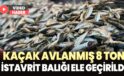 Kaçak Avlanmış 8 Ton Istavrit Balığı Ele Geçirildi