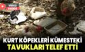 Kurt köpekleri kümesteki tavukları telef etti