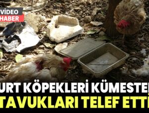 Kurt köpekleri kümesteki tavukları telef etti