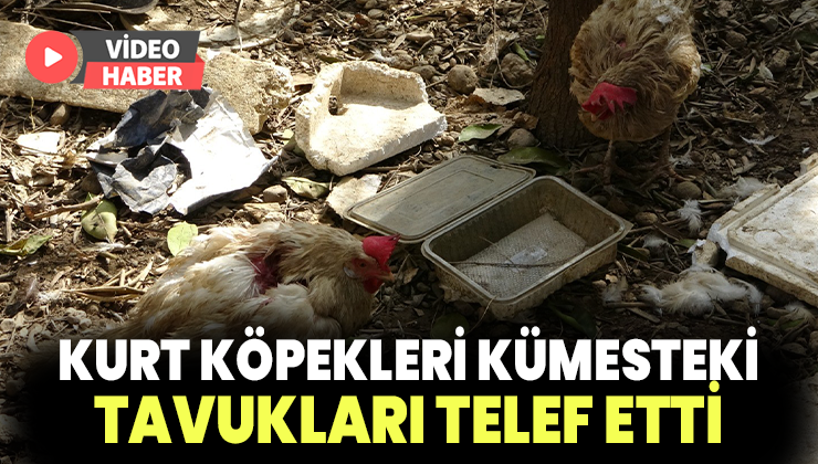 Kurt Köpekleri Kümesteki Tavukları Telef Etti