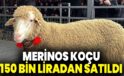 Merinos koçu 150 bin liradan satıldı