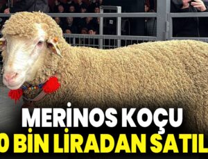 Merinos koçu 150 bin liradan satıldı