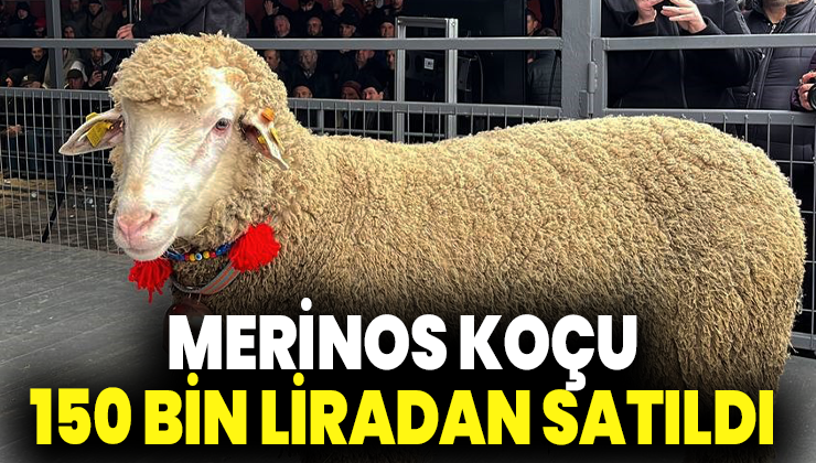 Merinos Koçu 150 Bin Liradan Satıldı