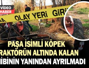 Paşa isimli köpek traktörün altında kalan sahibinin yanından ayrılmadı