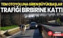 TEM otoyoluna giren büyükbaşlar ortalığı birbirine kattı