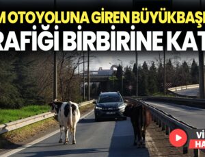 Tem Otoyoluna Giren Büyükbaşlar Ortalığı Birbirine Kattı