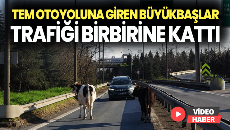 Tem Otoyoluna Giren Büyükbaşlar Ortalığı Birbirine Kattı