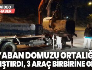 Yaban domuzu ortalığı karıştırdı, 3 araç birbirine girdi