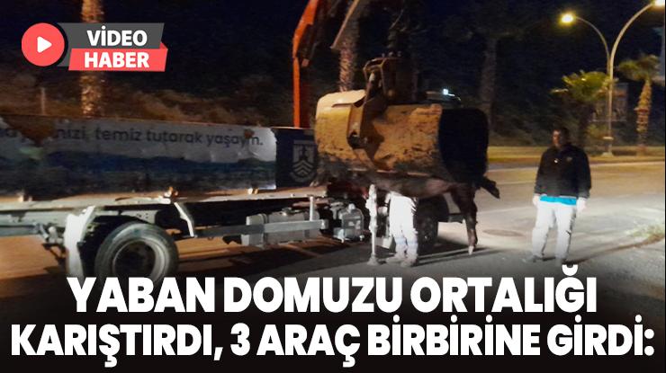 Yaban domuzu ortalığı karıştırdı, 3 araç birbirine girdi