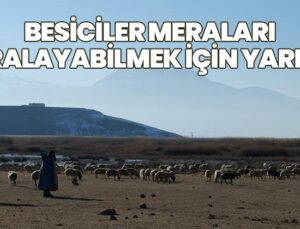 Besiciler Meraları Kiralayabilmek Için Yarıştı