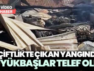 Çiftlikte Çıkan Yangında 21 Büyükbaş Hayvan Telef Oldu