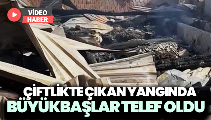 Çiftlikte çıkan yangında 21 büyükbaş hayvan telef oldu