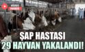 Şap hastası 29 hayvan yakalandı: Sahibine 199 bin lira ceza kesildi