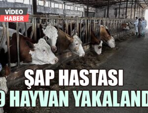 Şap hastası 29 hayvan yakalandı: Sahibine 199 bin lira ceza kesildi