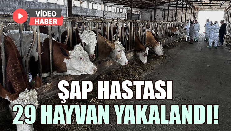 Şap hastası 29 hayvan yakalandı: Sahibine 199 bin lira ceza kesildi