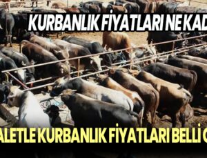 Kurbanlık fiyatları ne kadar? Vekaletle kurbanlık fiyatları belli oldu