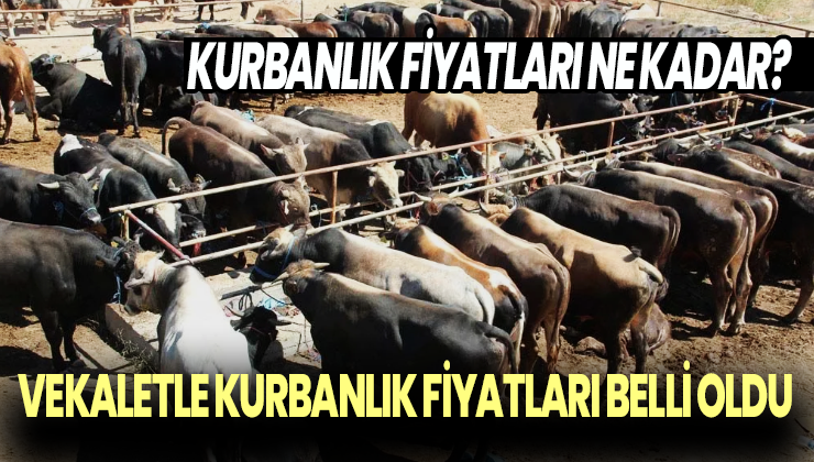 Kurbanlık fiyatları ne kadar? Vekaletle kurbanlık fiyatları belli oldu