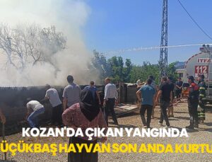 Kozan’Da Çıkan Yangında 20 Küçükbaş Hayvan Son Anda Kurtuldu