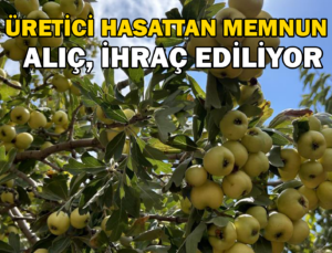 Depremzede Üreticinin Hasadından Memnun Olduğu Alıç Ihraç Ediliyor