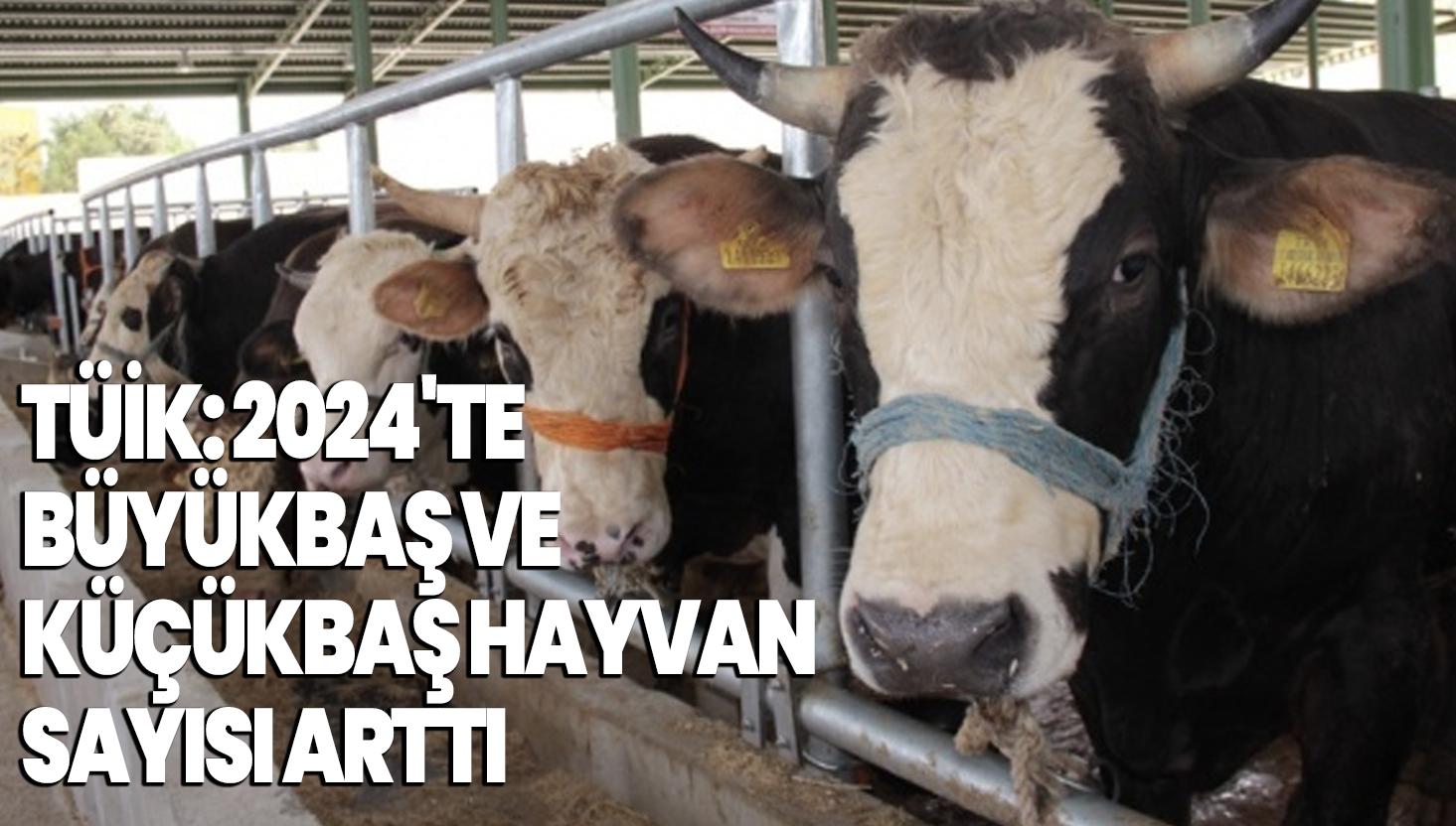 TÜİK: 2024’te büyükbaş ve küçükbaş hayvan sayısı arttı