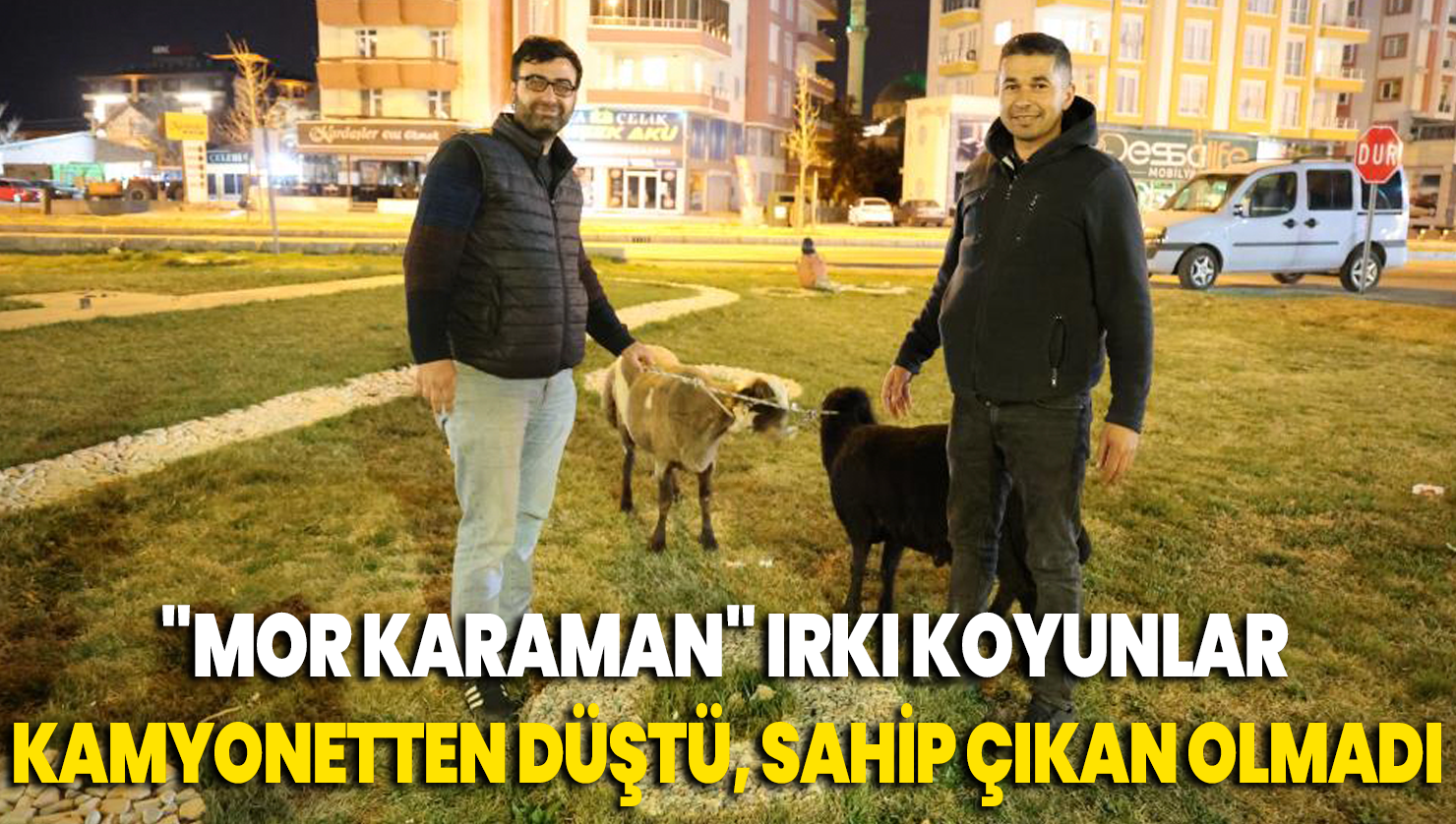 Kamyonetten yola düşen “Mor Karaman” ırkı koyunlar başıboş bırakıldı