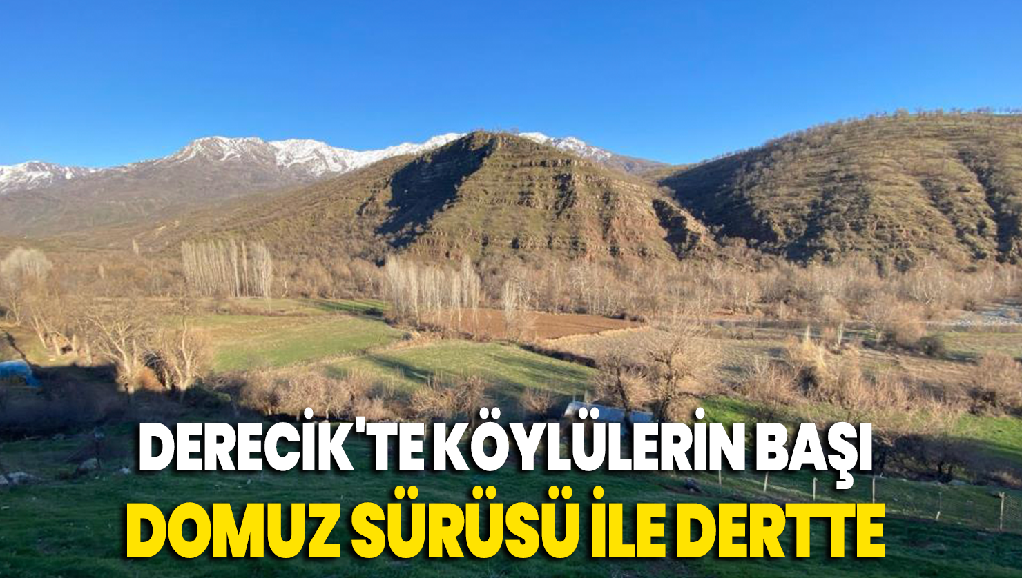 Derecik’te köylülerin başı domuz sürüsü ile dertte