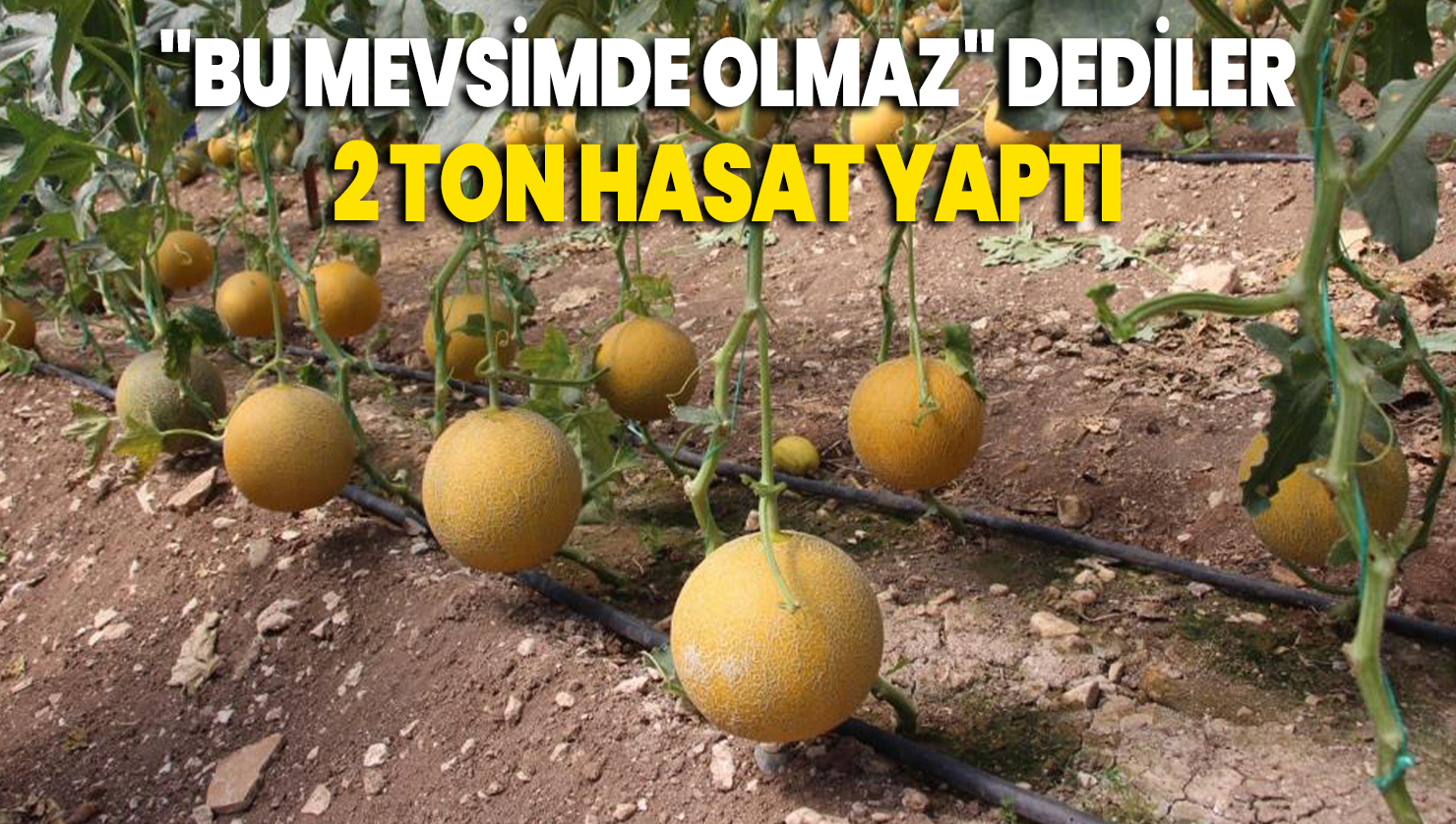 “Bu mevsimde olmaz” dediler, 2 ton hasat yapıp kilosunu 200 TL’den sattı