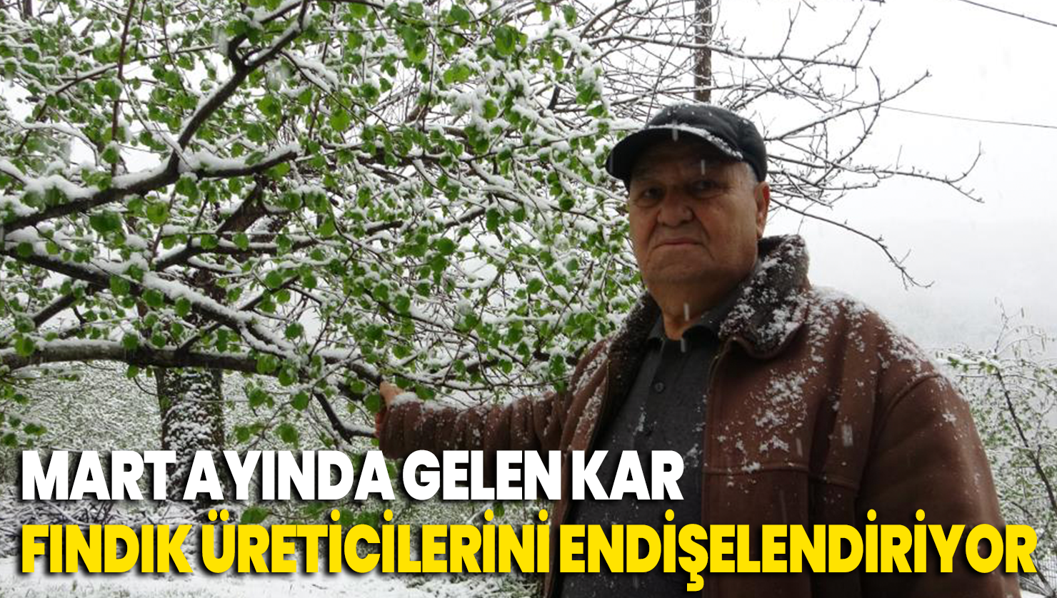 Mart ayında gelen kar fındık üreticilerini endişelendiriyor