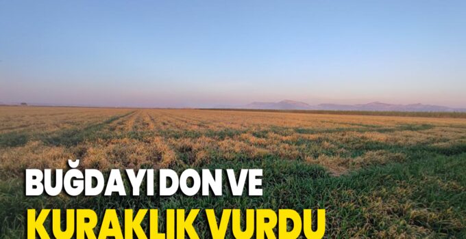Buğdayı don ve kuraklık vurdu