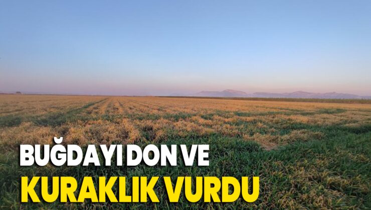 Buğdayı don ve kuraklık vurdu