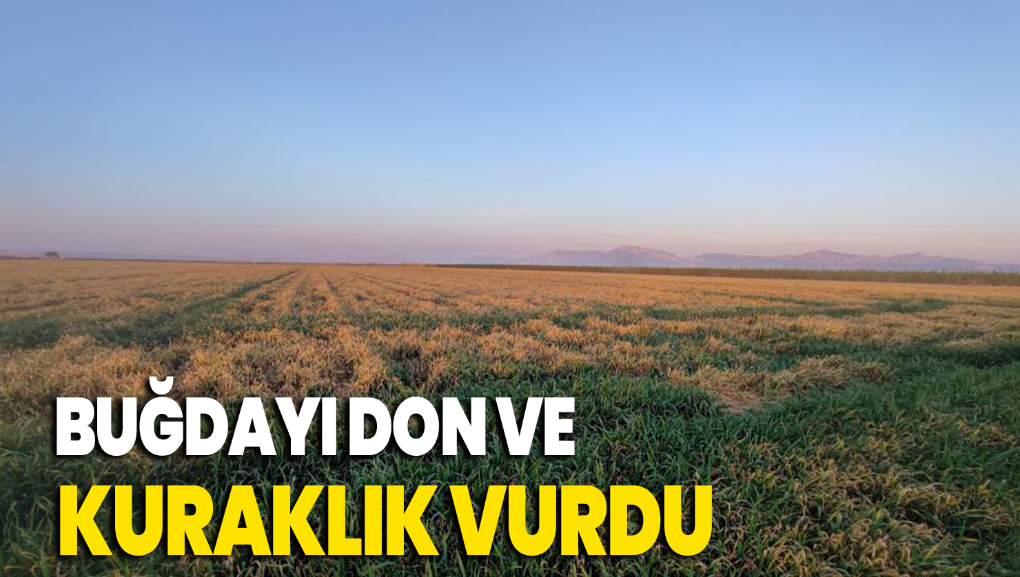 Buğdayı don ve kuraklık vurdu