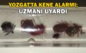 Yozgat’ta kene alarmı, uzmanı uyardı