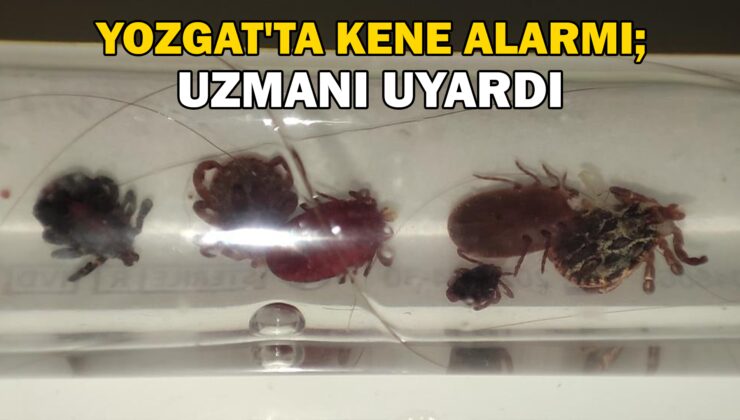 Yozgat’ta kene alarmı, uzmanı uyardı