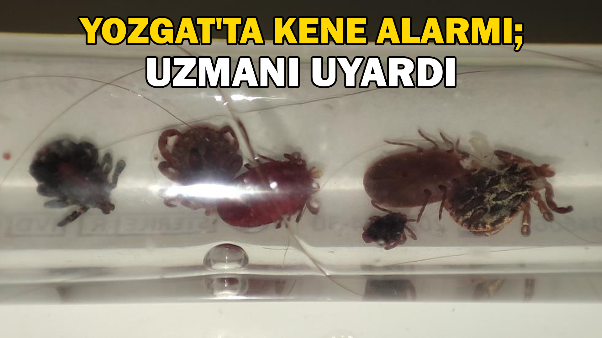 Yozgat’ta kene alarmı, uzmanı uyardı