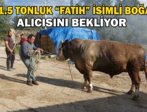1.5 Tonluk “Fatih” İsimli Boğa Alıcısını Bekliyor.