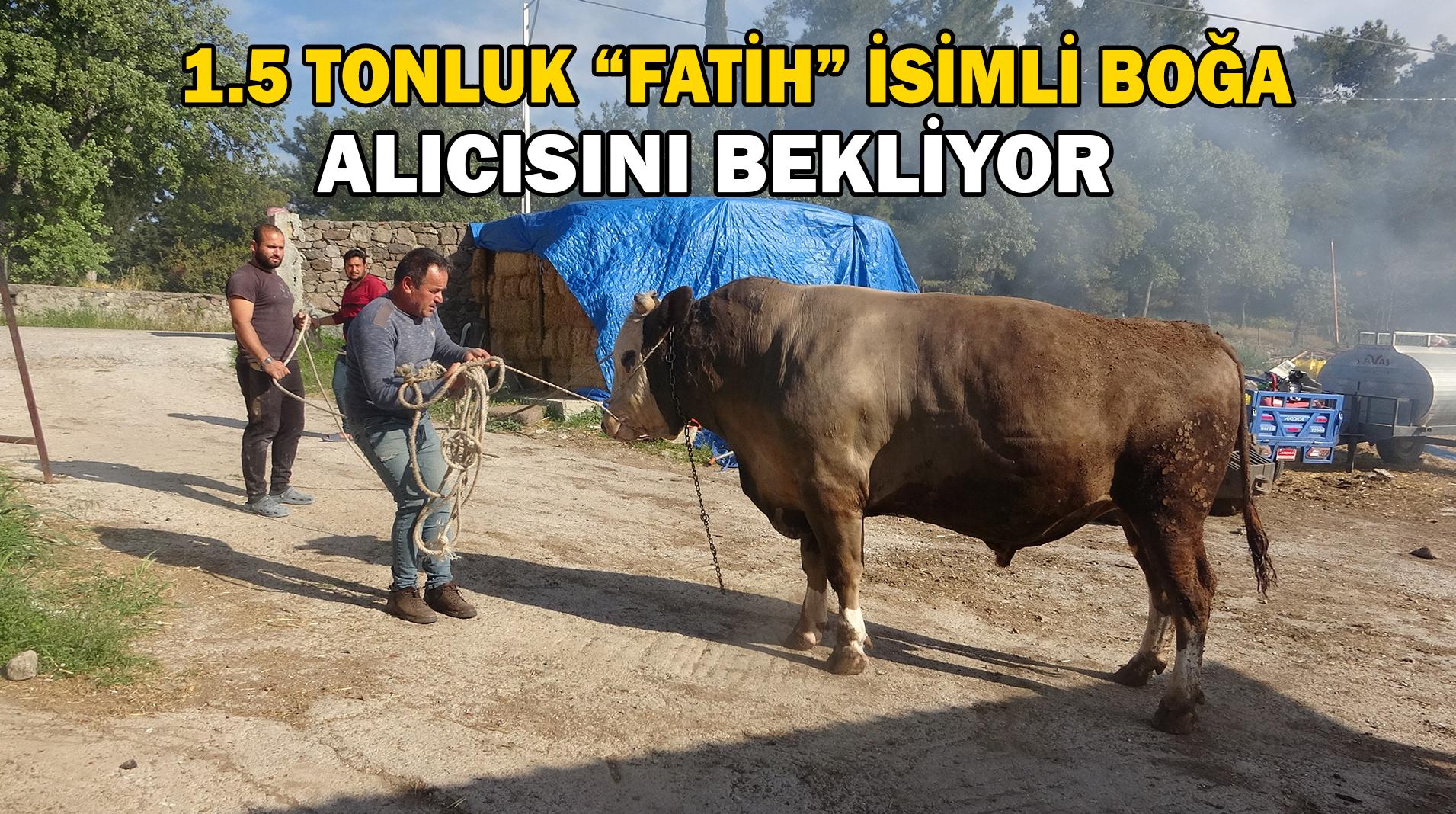 1.5 Tonluk “Fatih” İsimli Boğa Alıcısını Bekliyor.
