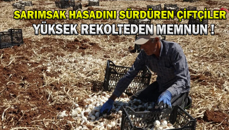 Sarımsak Hasadını Sürdüren Çiftçiler Yüksek Rekolteden Memnun