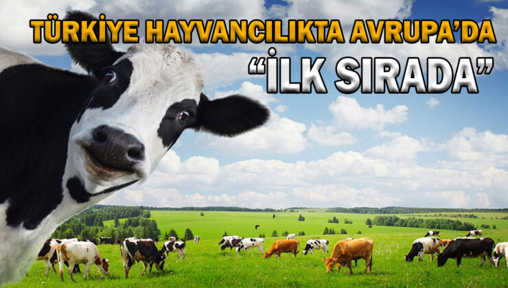 Türkiye Hayvancılıkta Avrupa’Da İlk Sırada