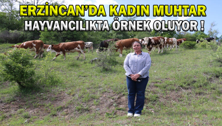 Erzincan’da Kadın Muhtar, Hayvancılıkta Örnek Oluyor.