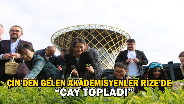 Çin’Den Gelen Akademisyenler Rize’De Çay Topladı