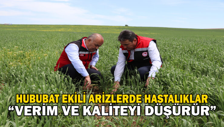 Hububat Üretiminde Hastalıklar Verim Ve Kaliteyi Düşürür