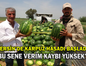 Mersin’De Karpuz Hasadı Başladı.