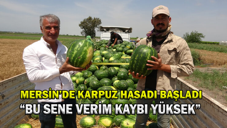 Mersin’De Karpuz Hasadı Başladı.