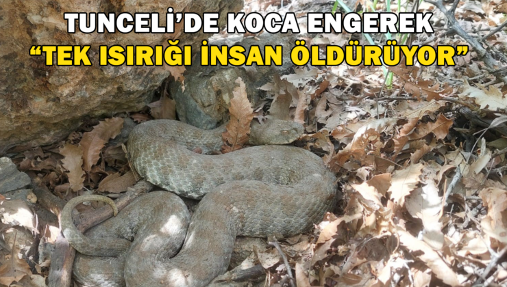 Tek Isırığı Bir İnsanı Öldürmeye Yetiyor: Tunceli’de Koca Engerek Yılanı Görüntülendi