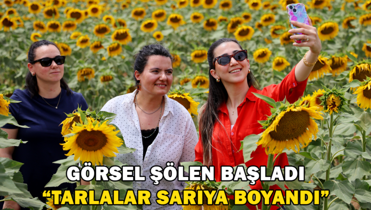 Tarlalarda Görsel Şölen: Ayçiçekleri Tarlaları Sarıya Boyadı